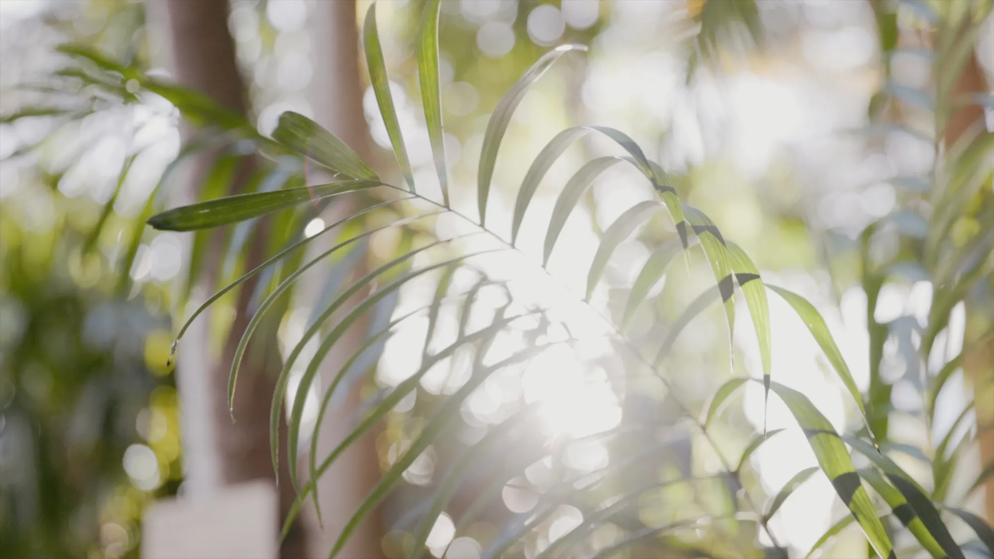 Bella & Zac at Botanic House, Sydney, wedding film frame 38